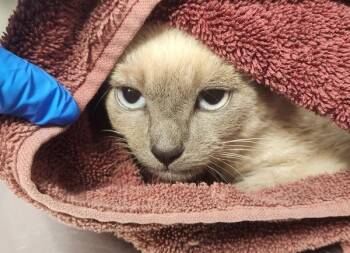 Vacuum Cleaner - Barn Cat -  Domestic Short Hair Cat for Adoption in Vancouver, Washington - Vacuum Cleaner - Barn Cat | PetCurious