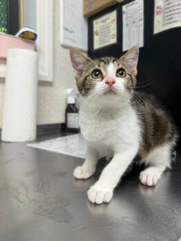 Maggie May -  Domestic Medium Hair Cat for Adoption in Pomona, New York - Maggie May | PetCurious