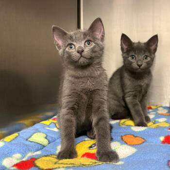 26-343 -  Domestic Short Hair and Russian Blue Cat for Adoption in North Branford, Connecticut - 26-343 | PetCurious