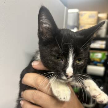 Rescue American Shorthair Cats for Adoption in Mount Vernon, Arkansas - Pip | PetCurious