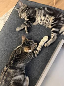 Leo and Lottie -  Domestic Medium Hair and Domestic Short Hair Cat for Adoption in Walnut Creek, California - Leo And Lottie | PetCurious