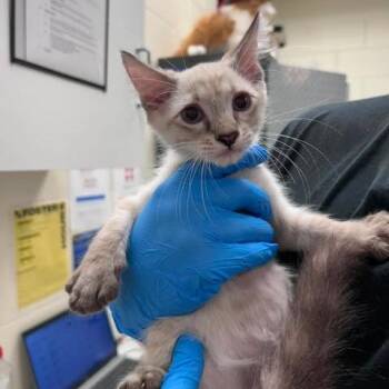 Ghost 26-08-101 -  Siamese and Domestic Short Hair Cat for Adoption in Bastrop, Texas - Ghost 26-08-101 | PetCurious