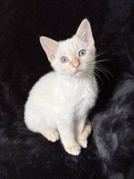 Siamese and Domestic Short Hair Cats Available for Adoption in Nashville, Tennessee - Gravy26 | PetCurious