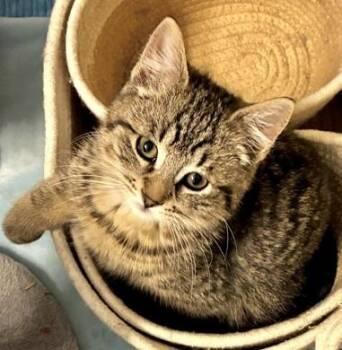 Wendy -  Tabby and Domestic Short Hair Cat for Adoption in Vaughan, Ontario - Wendy | PetCurious