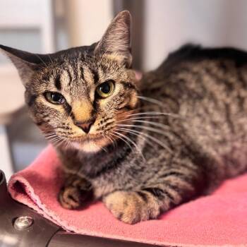 Saffie aka Sapphire -  Domestic Short Hair Cat for Adoption in Brownsboro, Alabama - Saffie Aka Sapphire | PetCurious