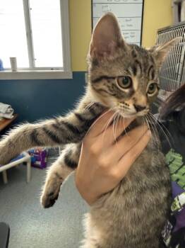 Rescue Domestic Short Hair Cats for Adoption in Syracuse, Indiana - Rhiannon | PetCurious