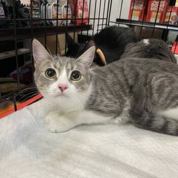 Rescue Domestic Short Hair Cats for Adoption - Jinx (bonded W/ Echo) | PetCurious