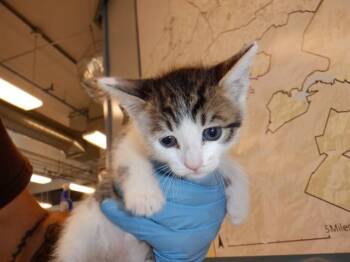 NOEL -  Domestic Short Hair Cat for Adoption in San Jose, California - NOEL | PetCurious
