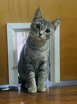 Rescue Domestic Short Hair and Tabby Cats for Adoption in Traverse City, Michigan - Ashley | PetCurious