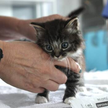 Zinnia -  Domestic Medium Hair Cat for Adoption in Chapel Hill, North Carolina - Zinnia | PetCurious