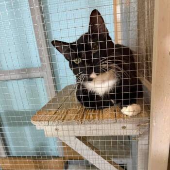 Mateo -  Domestic Short Hair and Tuxedo Cat for Adoption in Newark, New Jersey - Mateo | PetCurious