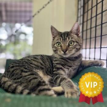 Romeo -  Domestic Short Hair Cat for Adoption in Honolulu, Hawaii - Romeo | PetCurious