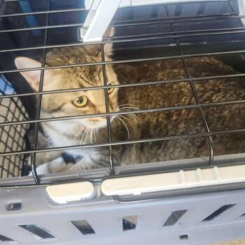 Domestic Short Hair Cats Available for Adoption - Minimus | PetCurious