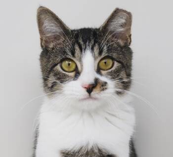 Marmalade is a mushy gushy cuddlebug - OLD ENOUGH TO GO SOLO and -  Turkish Van and Bengal Cat for Adoption in Bedford Hills, New York - Marmalade Is A Mushy Gushy Cuddlebug - OLD ENOUGH TO GO SOLO And | PetCurious