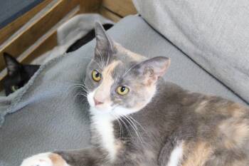 Nashville -  Domestic Short Hair Cat for Adoption in Rome, Georgia - Nashville | PetCurious