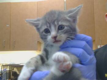 OBERON -  Domestic Short Hair Cat for Adoption in Sacramento, California - OBERON | PetCurious