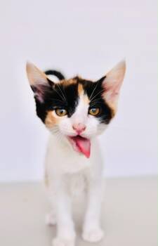 Gluten Free Bread -  Calico Cat for Adoption in San Diego, California - Gluten Free Bread | PetCurious