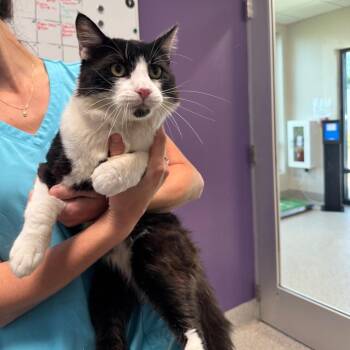 Maestro -  Domestic Short Hair Cat for Adoption in Englewood, Florida - Maestro | PetCurious