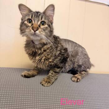 Domestic Long Hair Cats Available for Adoption in Buffalo, Minnesota - Elevar *Meet Me At Plymouth Petsmart* | PetCurious