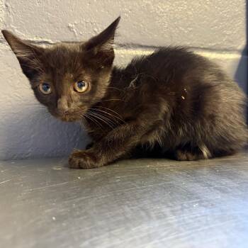 TUSC-Stray-85119_2 -  Domestic Short Hair Cat for Adoption in Tuscaloosa, Alabama - TUSC-Stray-85119_2 | PetCurious