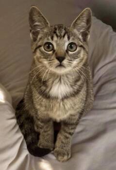 Tabby and Domestic Short Hair Cats Available for Adoption - Mabel | PetCurious