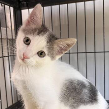 Domestic Short Hair Cats Available for Adoption in Bradenton, Florida - Gray | PetCurious