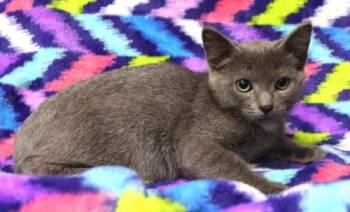 Nihil -  Exotic Shorthair Cat for Adoption in Thief River Falls, Minnesota - Nihil | PetCurious
