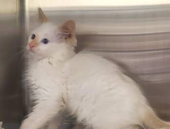 WOODY -  Domestic Medium Hair Cat for Adoption in St. Louis, Missouri - WOODY | PetCurious