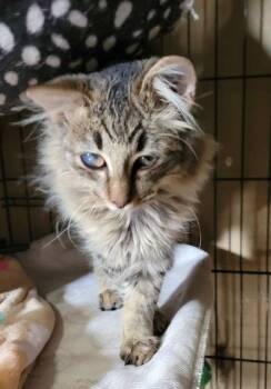 Rescue Domestic Medium Hair Cats for Adoption in Edgecliff Village, Texas - FILIPE | PetCurious