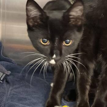 1074-C26 -  Domestic Short Hair Cat for Adoption in Port Charlotte, Florida - 1074-C26 | PetCurious