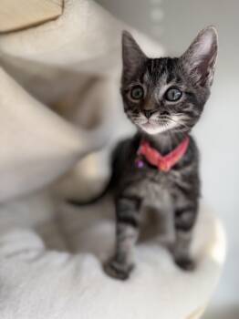 Smokey -  Domestic Short Hair Cat for Adoption in Fredericksburg, Virginia - Smokey | PetCurious