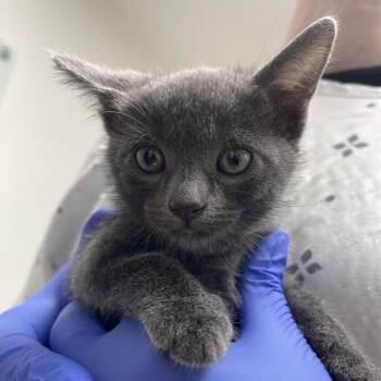 MJ -  Domestic Short Hair Cat for Adoption in Lakewood, California - MJ | PetCurious