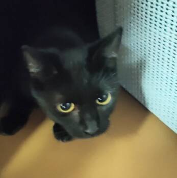 Rescue Domestic Short Hair Cats for Adoption in Seneca, South Carolina - Espresso $25 | PetCurious