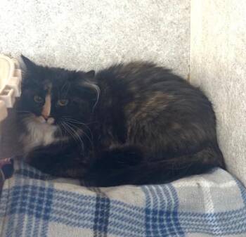 Domestic Long Hair Cats Available for Adoption in Hutchinson, Minnesota - Boop | PetCurious