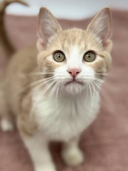 Elmer -  Domestic Short Hair Cat for Adoption in Covington, Louisiana - Elmer | PetCurious