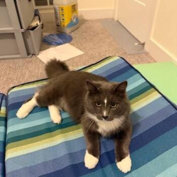 Rescue Domestic Medium Hair Cats for Adoption in Farmington, Minnesota - Boots ***Courtesy Post*** | PetCurious