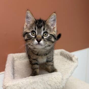 Popple -  Domestic Short Hair Cat for Adoption in Detroit Lakes, Minnesota - Popple | PetCurious