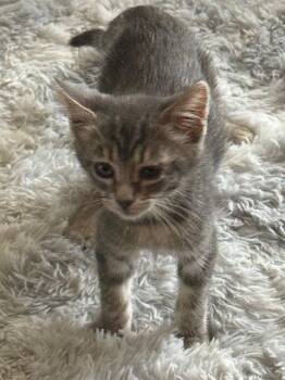 Wynken (bonded with Blynken) -  Domestic Short Hair Cat for Adoption in Antioch, California - Wynken (bonded With Blynken) | PetCurious