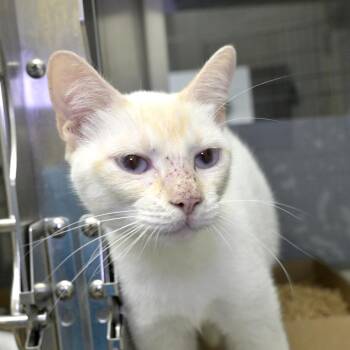 Cherry Cola -  Siamese Cat for Adoption in Austin, Texas - Cherry Cola | PetCurious
