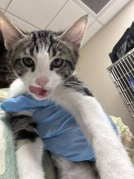 Domestic Short Hair Cats Available for Adoption - SNOWDROP | PetCurious