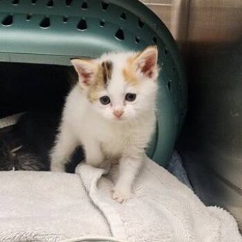 Rescue Domestic Short Hair Cats for Adoption in Toledo, Ohio - Gwen Stacy | PetCurious