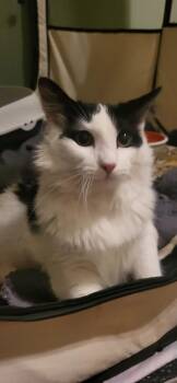 Milk -  Domestic Long Hair Cat for Adoption in Newaygo, Michigan - Milk | PetCurious