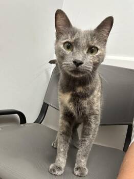 Monique -  Domestic Short Hair Cat for Adoption in East Hartford, Connecticut - Monique | PetCurious