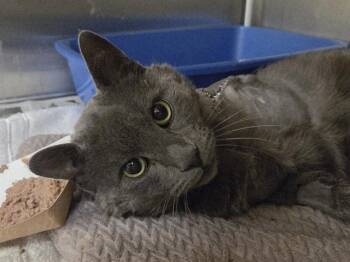 Domestic Short Hair Cats Available for Adoption in Martinez, California - OGILVIE | PetCurious