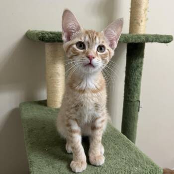 Rescue Domestic Short Hair Cats for Adoption in Duluth, Georgia - Woody Boyd | PetCurious