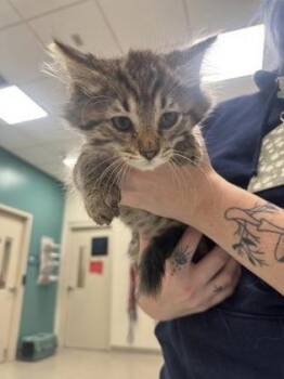 Terry -  Domestic Short Hair Cat for Adoption in Fishers, Indiana - Terry | PetCurious
