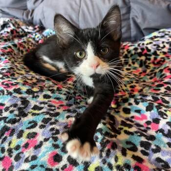 Domestic Short Hair and Tuxedo Cats Available for Adoption in Elmwood Park, Wisconsin - Yukon | PetCurious
