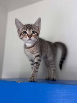 Olivia -  Domestic Short Hair Cat for Adoption - Olivia | PetCurious