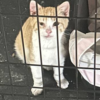 Domestic Short Hair Cats Available for Adoption - Finley | PetCurious