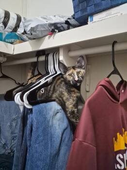 Katherine -  Tortoiseshell Cat for Adoption in Mount Pleasant, Texas - Katherine | PetCurious